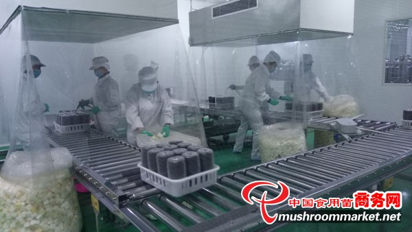 明水县食用菌产业迈入工厂化生产新阶段